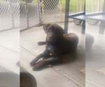 Small Chocolate Labrador retriever Mix