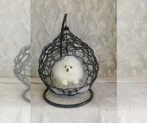 Pomeranian Puppy for sale in EMPIRE STATE, NY, USA