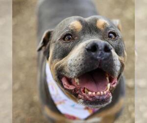 American Staffordshire Terrier Dogs for adoption in San Antonio, TX, USA