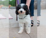 Small Poodle (Miniature)