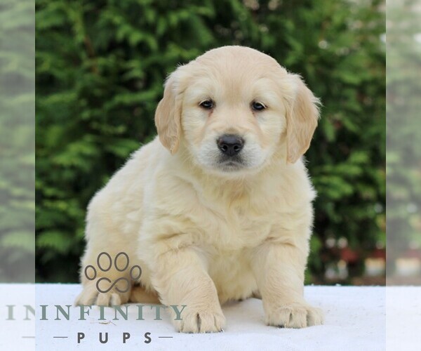 Medium Photo #1 Golden Retriever Puppy For Sale in MANHEIM, PA, USA