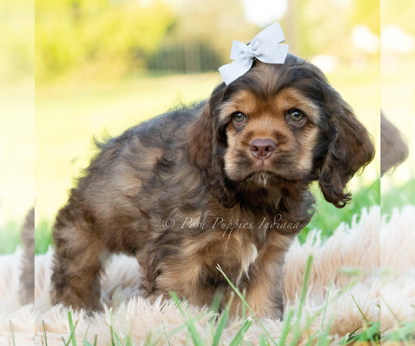 Medium Photo #14 Cocker Spaniel Puppy For Sale in WARSAW, IN, USA