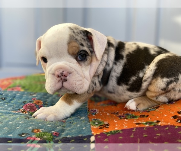 Medium Photo #13 Bulldog Puppy For Sale in EASTVALE, CA, USA