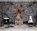 Puppy Hobbes Chihuahua