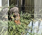 Small #36 Doberman Pinscher