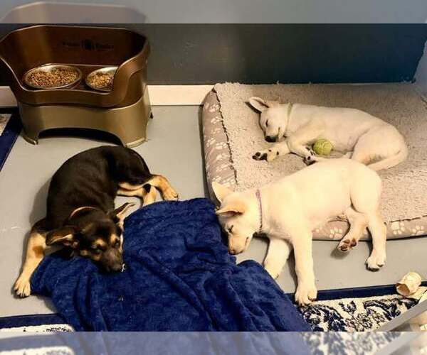 Medium Photo #1 German Shepherd Dog Puppy For Sale in ELIZABETHTOWN, NC, USA