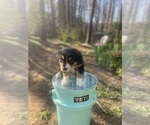 Small Photo #31 Australian Shepherd Puppy For Sale in FARMVILLE, VA, USA
