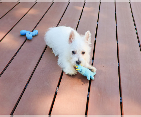 Medium Photo #5 West Highland White Terrier Puppy For Sale in SYRACUSE, IN, USA