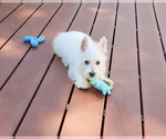 Small #4 West Highland White Terrier