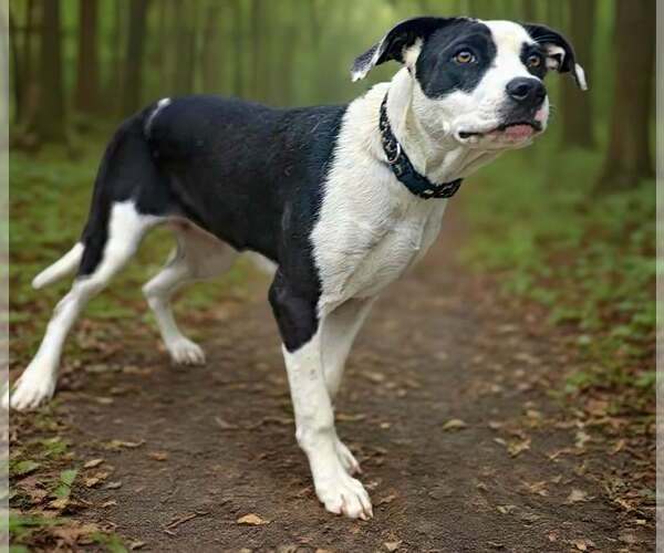 Medium Photo #5 American Bulldog-Great Dane Mix Puppy For Sale in Talladega, AL, USA