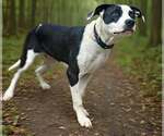 Small #4 American Bulldog-Great Dane Mix