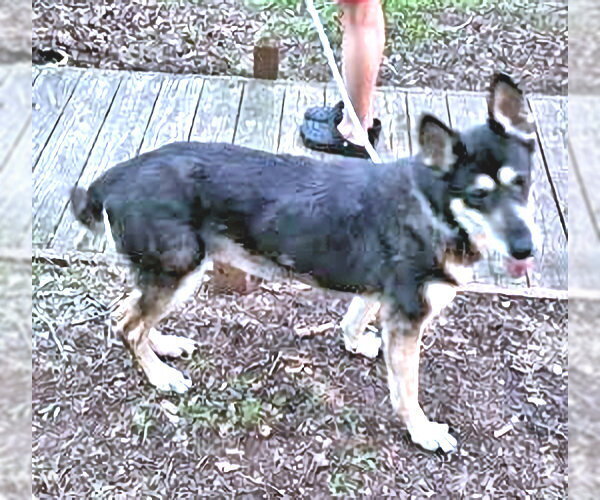 Medium Photo #2 German Shepherd Dog-Unknown Mix Puppy For Sale in Rutherfordton, NC, USA