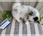 Small Photo #8 Pomsky Puppy For Sale in BELLEVUE, IA, USA