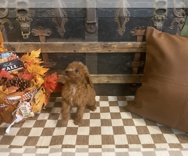 Medium Photo #5 Cavapoo (Miniature) Puppy For Sale in FULTON, KS, USA
