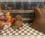 Small #4 Cavapoo (Miniature)