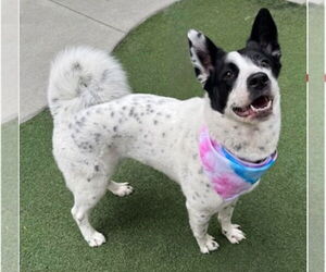 Mutt Dogs for adoption in Canton, CT, USA