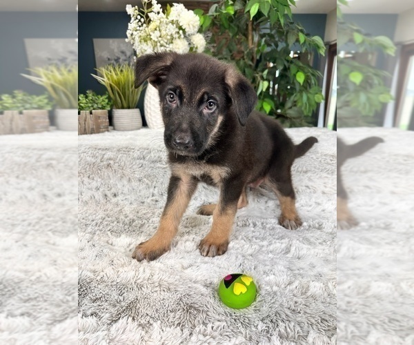 Medium Photo #2 German Shepherd Dog Puppy For Sale in GREENFIELD, IN, USA