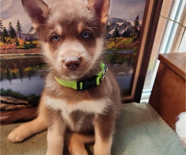 Medium Photo #7 Alaskan Husky Puppy For Sale in YACOLT, WA, USA
