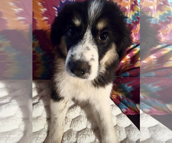 Medium Photo #5 Great Pyrenees Puppy For Sale in Spring, TX, USA