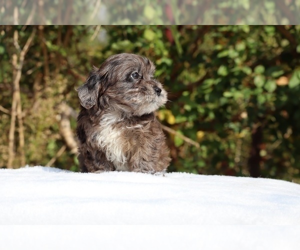 Medium Photo #15 ShihPoo Puppy For Sale in DYERSBURG, TN, USA
