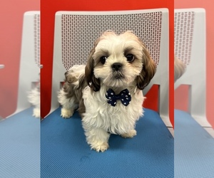 Shih Tzu Puppy for sale in RANDOLPH, MA, USA
