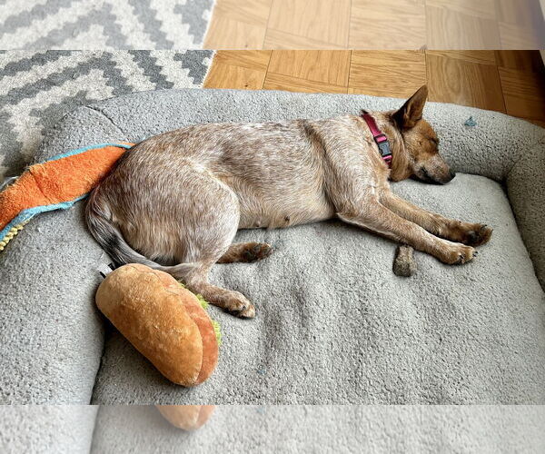 Medium Photo #2 Mutt Puppy For Sale in Garden City, NY, USA