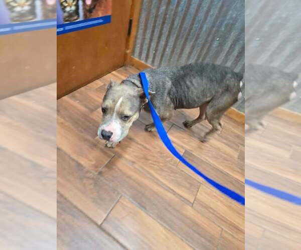 Medium Photo #6 Mutt Puppy For Sale in New York, NY, USA