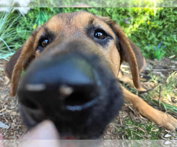 Medium Photo #3 Mutt Puppy For Sale in San Diego, CA, USA