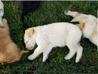 Small Photo #8 Goldendoodle Puppy For Sale in WICHITA, KS, USA