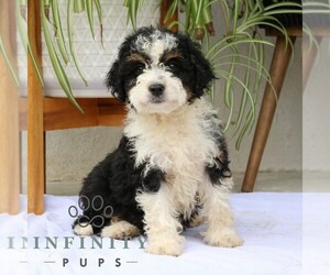 Bernedoodle (Miniature) Puppy for sale in NARVON, PA, USA