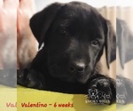 Small Photo #20 Labrador Retriever Puppy For Sale in POCAHONTAS, IL, USA