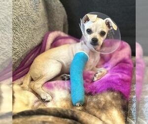 Chihuahua-Unknown Mix Dogs for adoption in San Diego, CA, USA