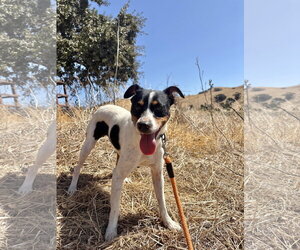 *Hunter Green - Male Jack Russell Terrier-Parson Russell Terrier Mix Dog for Adoption - Photo #3