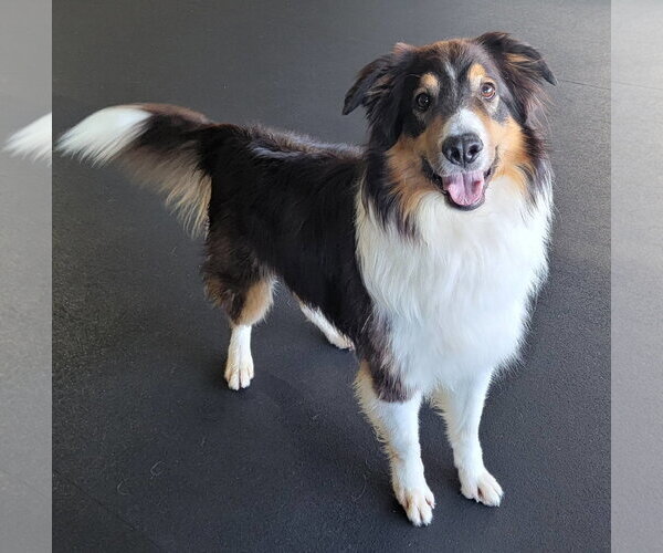 Medium Photo #5 Border Collie Puppy For Sale in Highland, IL, USA