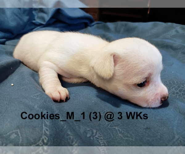 Medium Photo #6 Chihuahua Puppy For Sale in BELLE FOURCHE, SD, USA