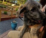 Image preview for Ad Listing. Nickname: Miss Jowls