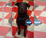 Small American Pit Bull Terrier-Labrador Retriever Mix