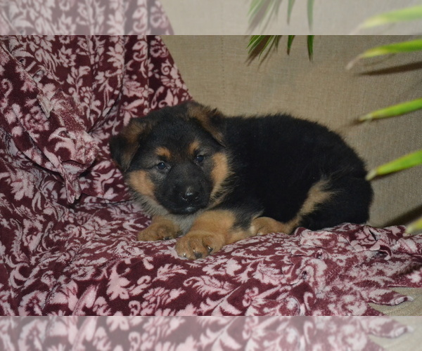 Medium Photo #2 German Shepherd Dog Puppy For Sale in GREENWOOD, WI, USA