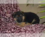 Small #1 German Shepherd Dog