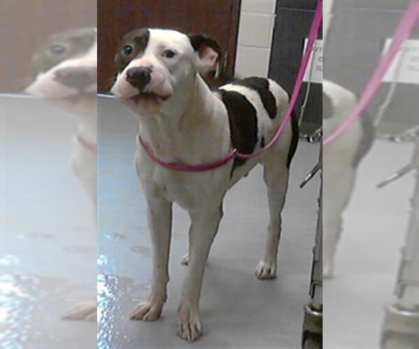 Medium Photo #1 American Pit Bull Terrier Puppy For Sale in Fayetteville, NC, USA