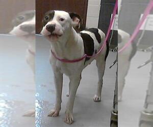 American Pit Bull Terrier Dogs for adoption in Fayetteville, NC, USA