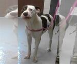 Small American Pit Bull Terrier
