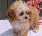 Small #7 Poodle (Miniature)