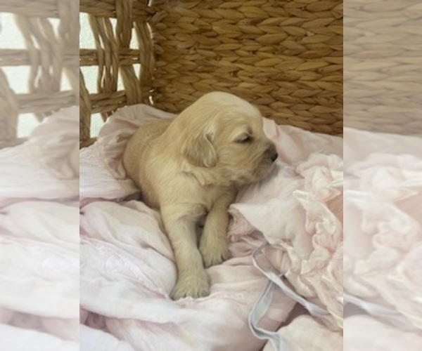 Medium Photo #22 Golden Retriever Puppy For Sale in MERCED, CA, USA