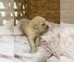 Small #21 Golden Retriever