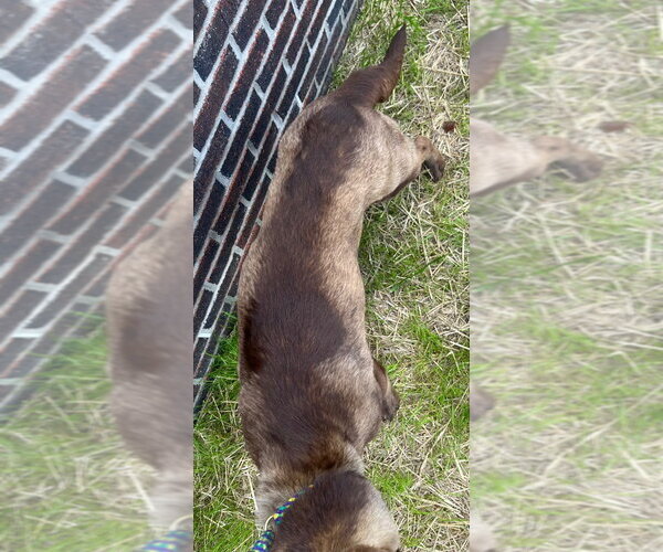 Medium Photo #2 Labrador Retriever Puppy For Sale in Tarboro, NC, USA