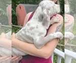 Small Photo #86 Great Dane Puppy For Sale in SPRAGGS, PA, USA