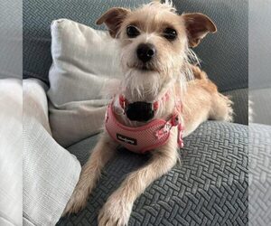 Jack Russell Terrier-Unknown Mix Dogs for adoption in Spring Lake, NC, USA