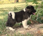 Puppy KIRA Akita