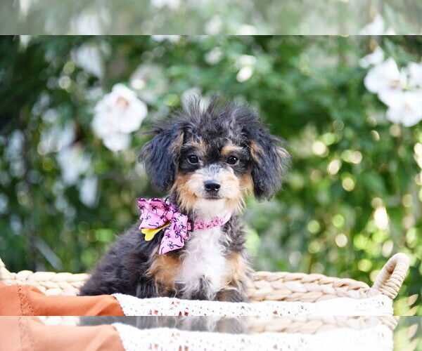 Medium Photo #3 Poodle (Toy) Puppy For Sale in Sandy, UT, USA